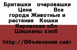 Бриташки - очаровашки.  › Цена ­ 3 000 - Все города Животные и растения » Кошки   . Кировская обл.,Шишканы слоб.